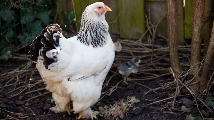 Les principales caractéristiques des poules de la race Brahma