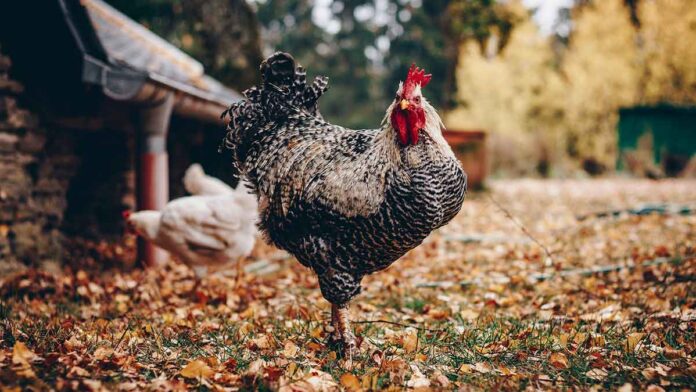 Normes et règles alimentaires de base pour nourrir les poules à la maison