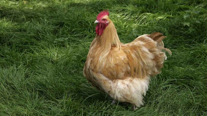 Poule De La Race Orpington