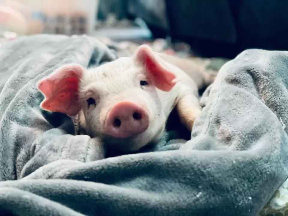 cochon chiot besoins spéciaux meilleurs amis