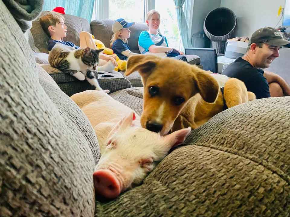 cochon chiot besoins spéciaux meilleurs amis