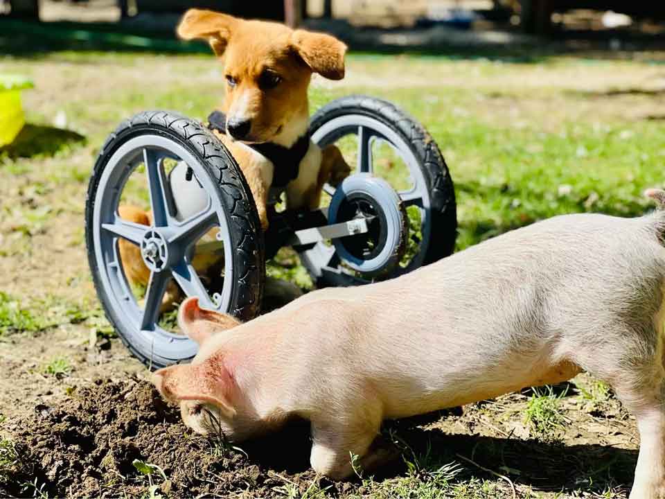 cochon chiot besoins spéciaux meilleurs amis