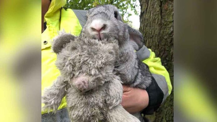 lapin-effraye-ours-en-peluche-abandonne