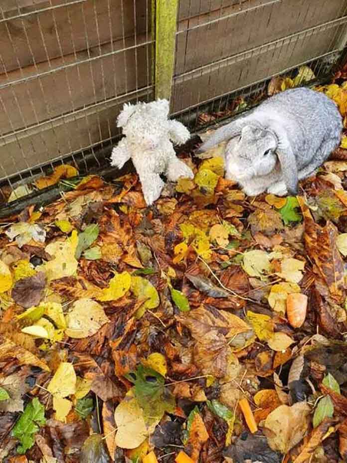 lapin-effraye-ours-en-peluche-abandonne