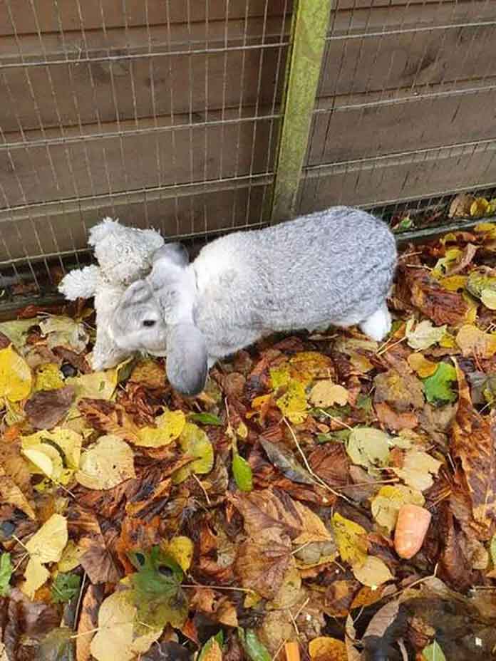 lapin-effraye-ours-en-peluche-abandonne