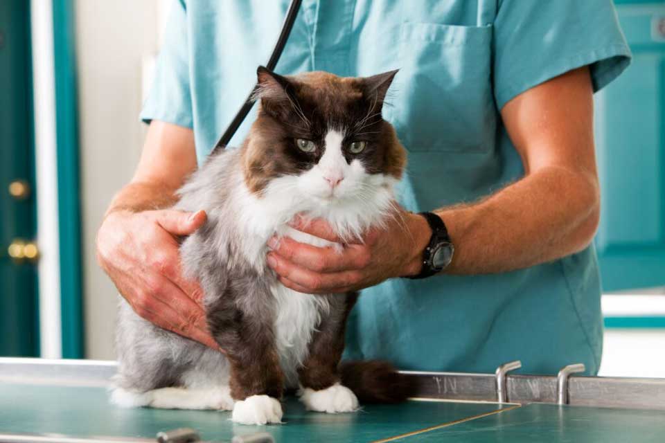 combien coûte une opération pour castrer un chat