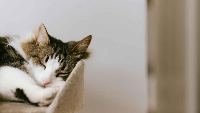 Castrer un chat