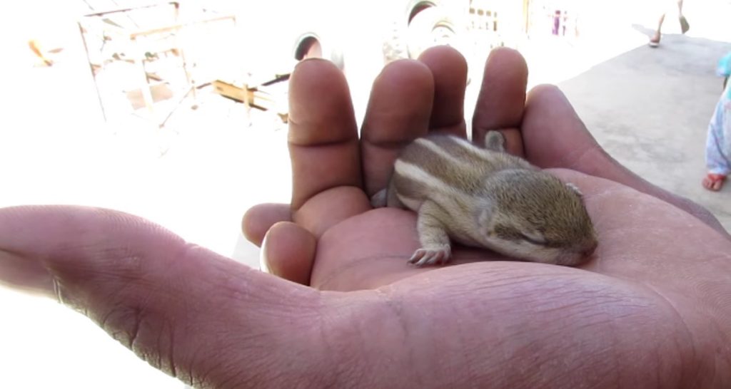 un bébé écureuil tombé du nid au sommet d