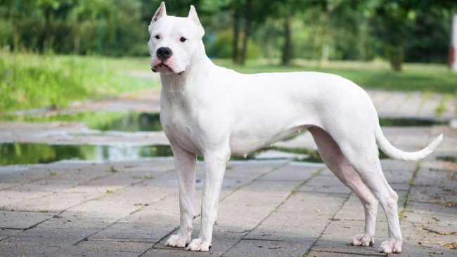 Dogue Argentin