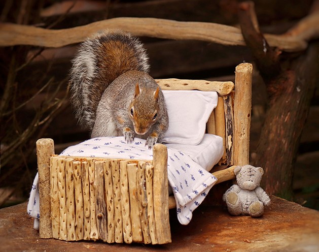 L'écureuil fait sa sieste tous les jours sur le petit lit qu'une femme lui a construit