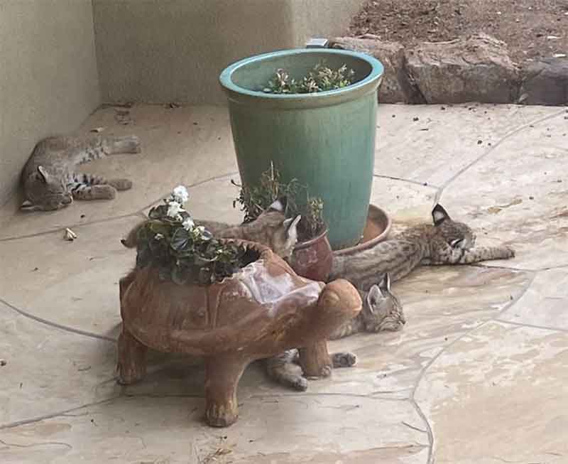 maman-chat sauvage -allaite ses petits jardin