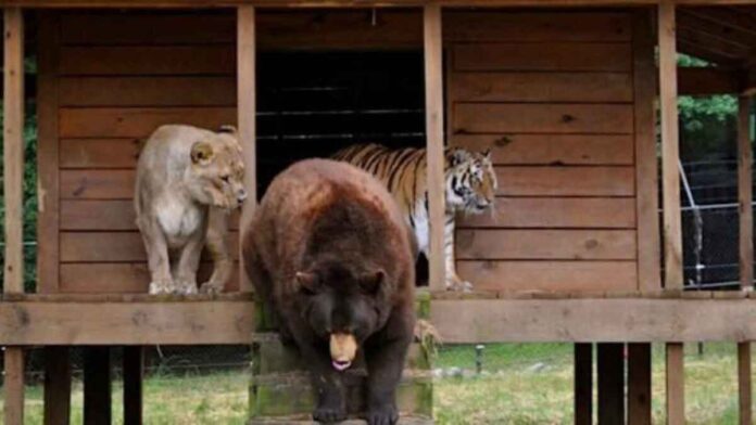 Sauvetage d’un ours, un tigre et un lion alors qu'ils n'étaient que des bébés et maintenant ils sont les meilleurs amis