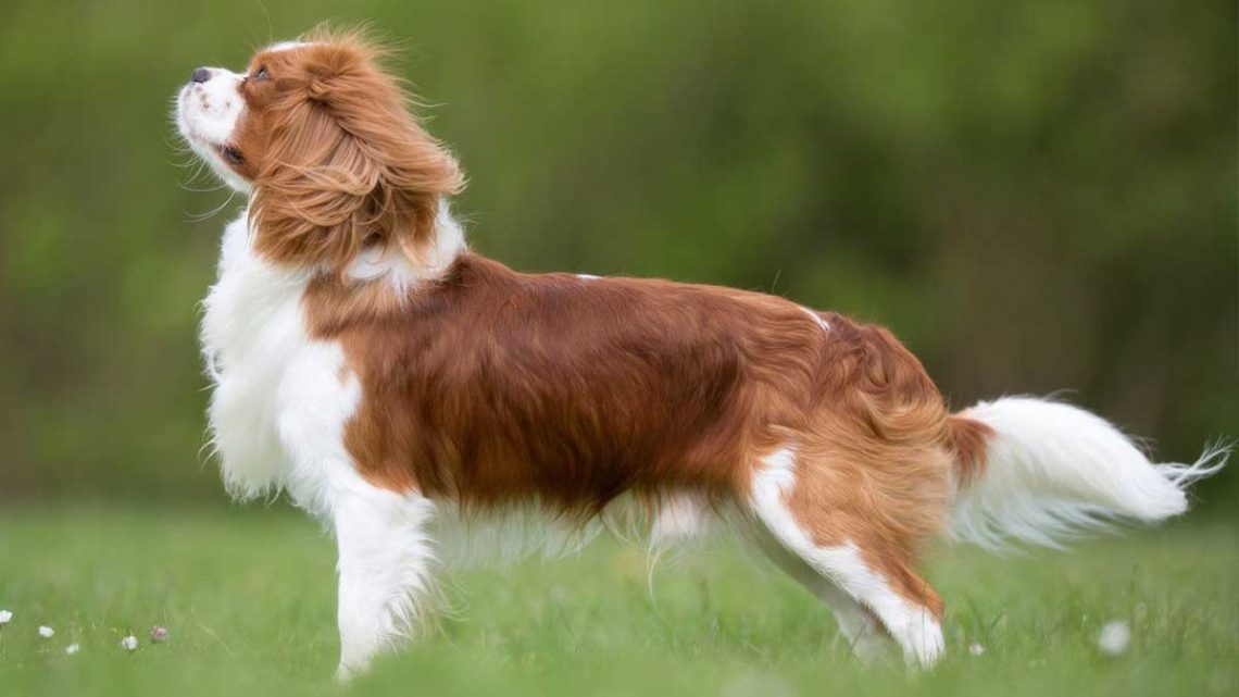 Les Caractéristiques Du Cavalier King Charles Pix Nom