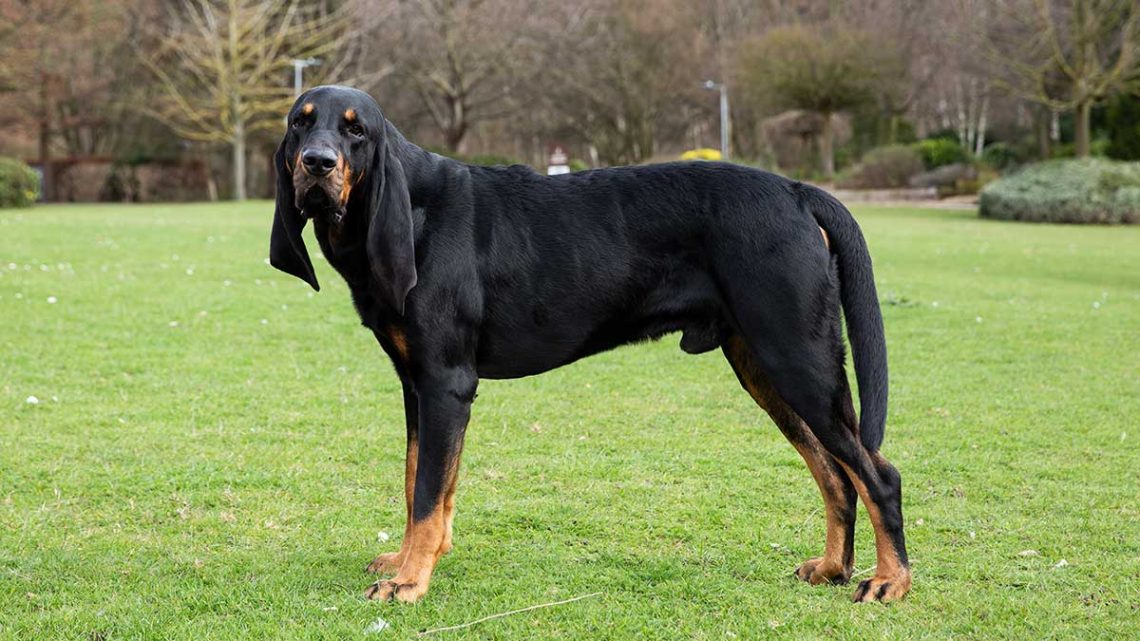 Chien noir et feu pour la chasse au raton laveur Caractéristiques, caractère, soins Au pays