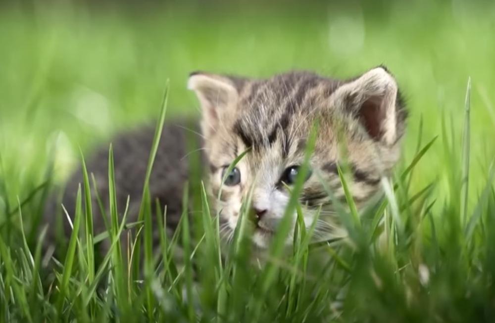 jeune couple a trouvé ce petit chaton sous capot voiture en attendant maman.