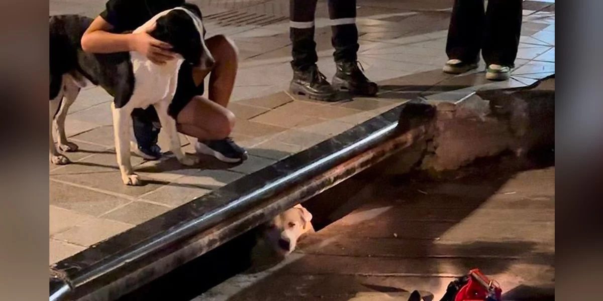 1 gens entendent chien aboyer près égout réalisent qu’il demande l’aide