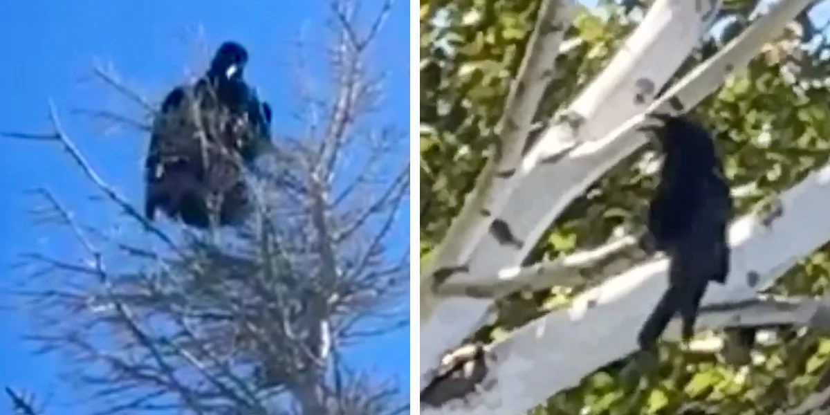 1 un-corbeau-sauvage-qui-parle-anglais-semble-apprendre-a-parler-a-ses-amis