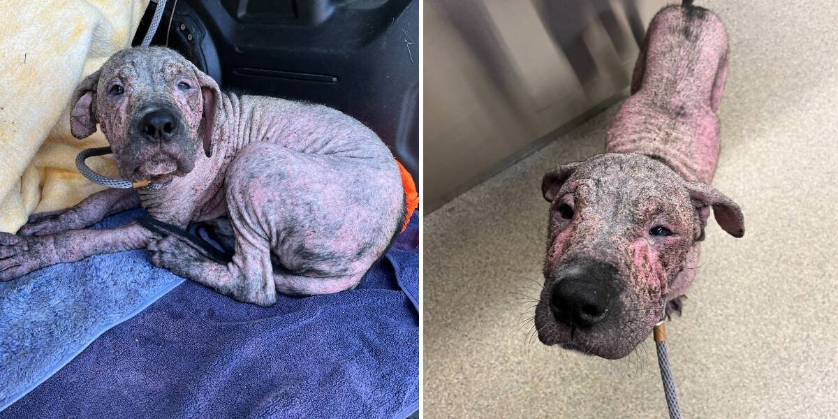 chiot rose ridé surprend sauveteurs avec nouveau look inattendu (1) chiot rose ridé surprend sauveteurs avec nouveau look inattendu