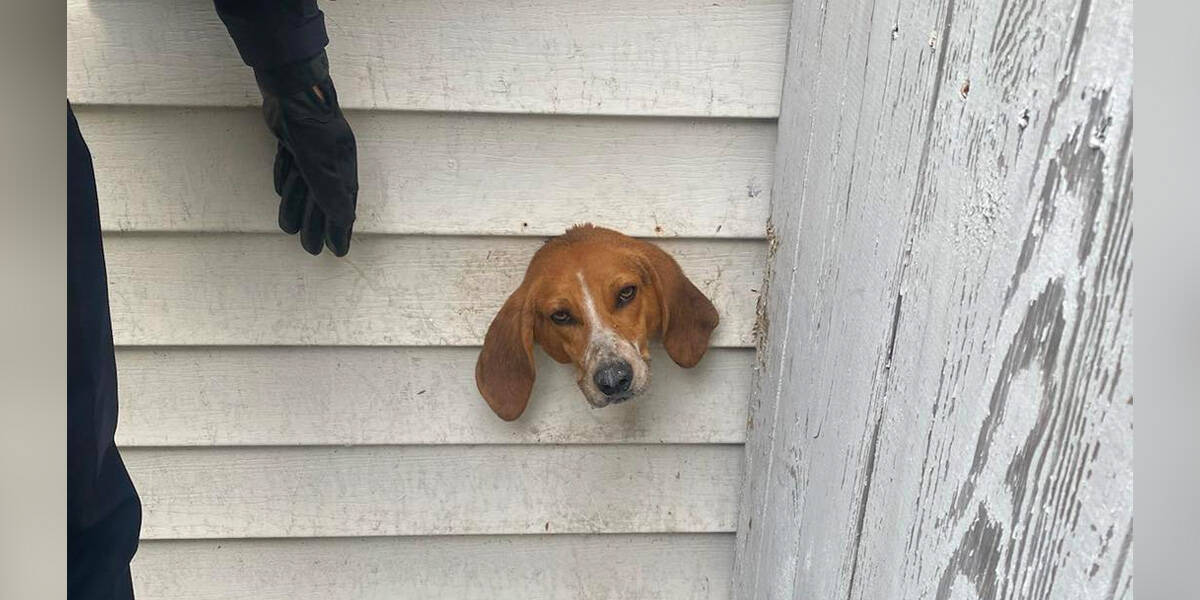 police arrive trouve tête chien heureux coincée sur côté maison (1) police arrive trouve tête chien heureux coincée sur côté maison