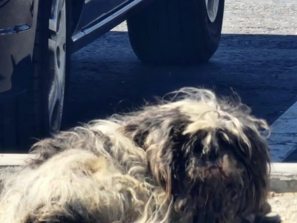 Une femme laisse tout tomber pour une touffe de poils sur le parking d'un magasin (2)