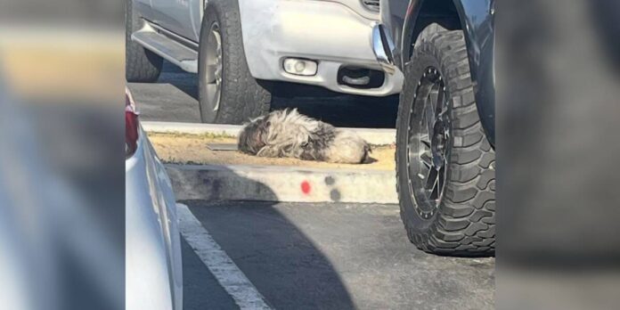 Une femme laisse tout tomber pour une touffe de poils sur le parking d'un magasin (2)
