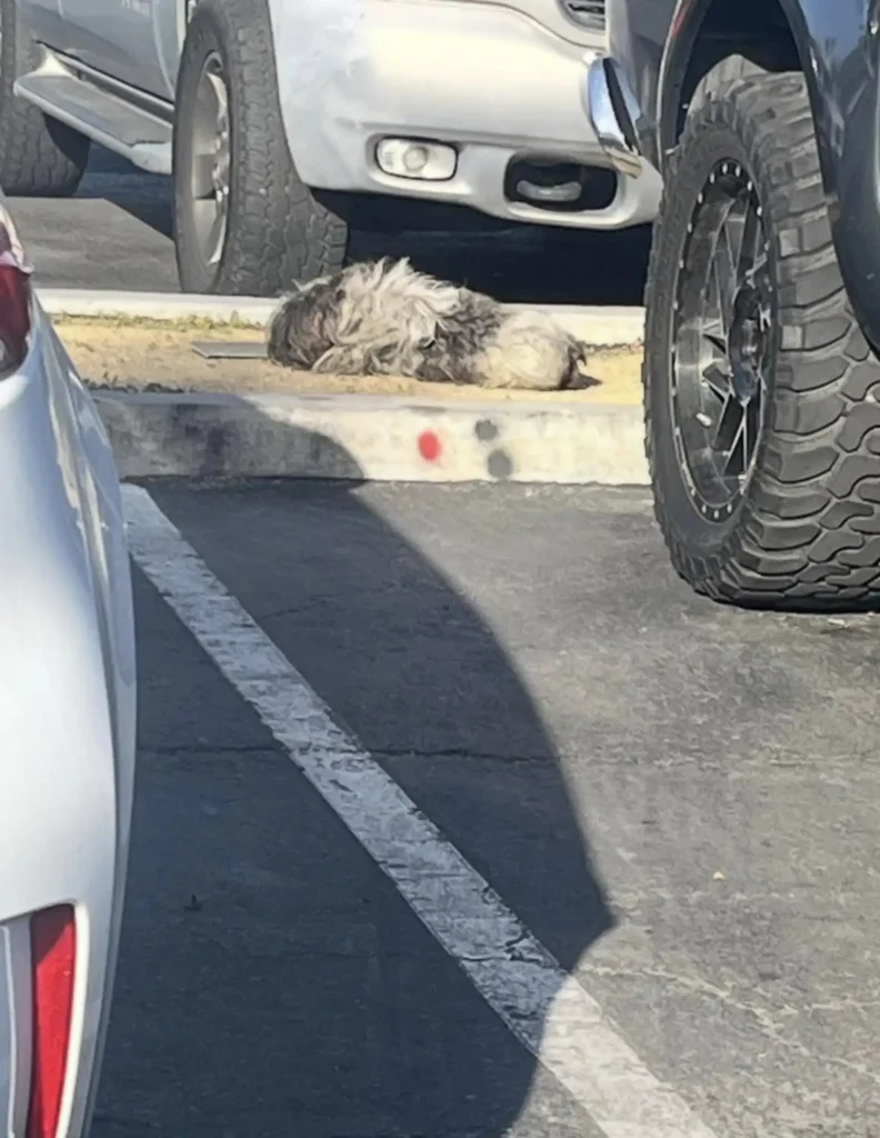 Une femme laisse tout tomber pour une touffe de poils sur le parking d'un magasin (2)