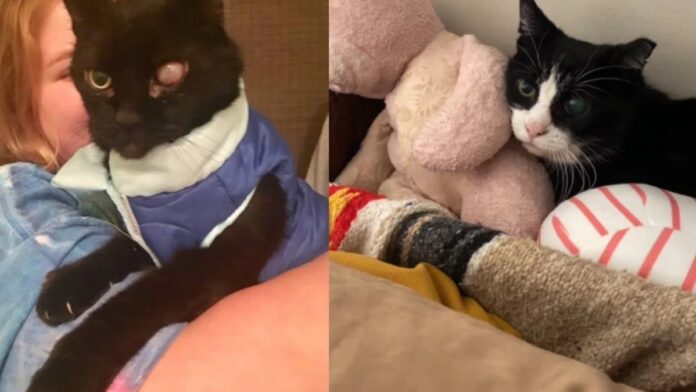 4 ans après le décès du chat de son enfance, elle le "revoit" à travers un félin errant surgi de nulle part (vidéo)