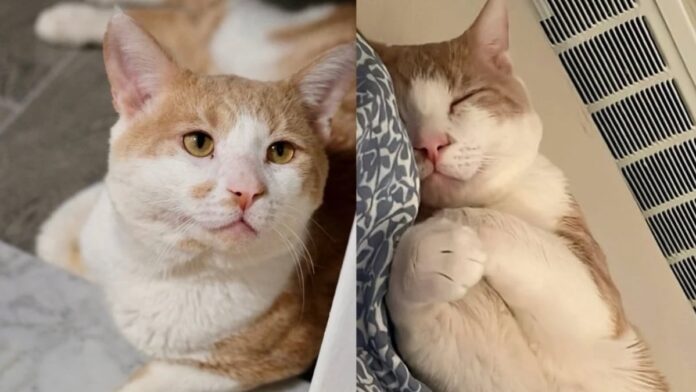 vivre comme mon chat